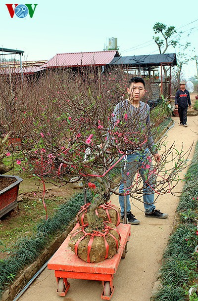 Peach blossoms in Hanoi  - ảnh 5